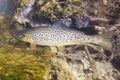 Brown trout Salmo trutta Royalty Free Stock Photo