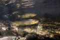 Underwater photography of brown trout Salmo trutta