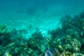 Underwater photography of the Caribbean Sea. Corals and fish