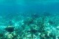 Underwater photography of the Caribbean Sea. Corals and fish