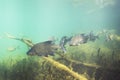 Carp bream Abramis Brama Underwater photography