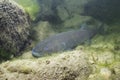 Underwater photography Common huchen Hucho hucho swimming, river habitat Royalty Free Stock Photo