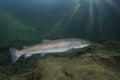 Underwater photography Common huchen Hucho hucho swimming, river habitat Royalty Free Stock Photo