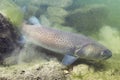 Underwater photography Common huchen Hucho hucho swimming, river habitat Royalty Free Stock Photo