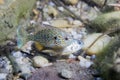 Underwater photography of freshwater fish Pumpkinseed Lepomis gibbosus Royalty Free Stock Photo