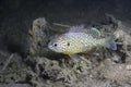 Underwater photography of freshwater fish Pumpkinseed Lepomis gibbosus