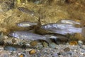 Underwater photography of freshwater fish Stone moroko, Pseudorasbora parva in the beautiful clean pound. Underwater shot with