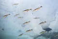 Underwater photography of the freshwater fish under the ice