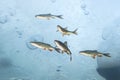 Underwater photography of the freshwater fish under the ice