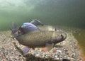 Underwater photography Grayling Thymallus thymallus Royalty Free Stock Photo