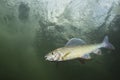 Underwater photography Grayling Thymallus thymallus Royalty Free Stock Photo