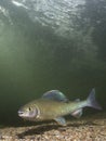 Underwater photography Grayling Thymallus thymallus Royalty Free Stock Photo