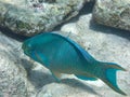 Underwater photography of a Queen parrotfish in the Caribbean Sea, Bonaire, Caribbean Netherlands
