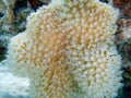 Underwater photography of Sarcophyton soft coral (Alcyoniidae sp.)