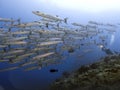 School of Giant Barracuda Fish and Scuba Diver Blue Sea Background at Sipadan Island