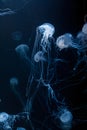 underwater photos of atlantic sea nettle jellyfish chrysaora quinquecirrha Royalty Free Stock Photo