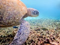 Underwater photos of Green Sea Turtle Royalty Free Stock Photo