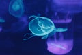 underwater photos of jellyfish aurelia aurita