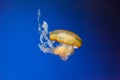 underwater photos of jellyfish chrysaora fuscescens jellyfish pacific sea nettle