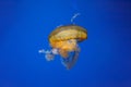 underwater photos of jellyfish chrysaora fuscescens jellyfish pacific sea nettle