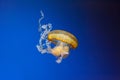 underwater photos of jellyfish chrysaora fuscescens jellyfish pacific sea nettle