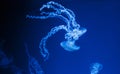 underwater photos of jellyfish chrysaora plocamia south america sea nettle Royalty Free Stock Photo