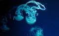 underwater photos of jellyfish chrysaora plocamia south america sea nettle Royalty Free Stock Photo