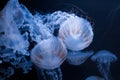 underwater photos of jellyfish chrysaora plocamia south america sea nettle Royalty Free Stock Photo