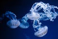 underwater photos of jellyfish chrysaora plocamia south america sea nettle Royalty Free Stock Photo