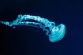 underwater photos of jellyfish chrysaora plocamia south america sea nettle Royalty Free Stock Photo