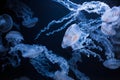 underwater photos of jellyfish chrysaora plocamia south america sea nettle Royalty Free Stock Photo