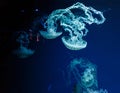 underwater photos of jellyfish chrysaora plocamia south america sea nettle Royalty Free Stock Photo