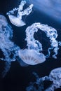 underwater photos of jellyfish chrysaora plocamia south america sea nettle Royalty Free Stock Photo