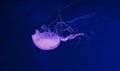 underwater photos of jellyfish chrysaora quinquecirrha jellyfish the atlantic sea nettle Royalty Free Stock Photo