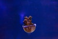 underwater photos of jellyfish Rhopilema esculentum, Flame jellyfish