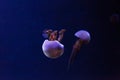 underwater photos of jellyfish Rhopilema esculentum, Flame jellyfish