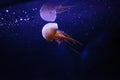 underwater photos of jellyfish Rhopilema esculentum, Flame jellyfish