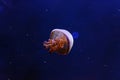 underwater photos of jellyfish Rhopilema esculentum, Flame jellyfish