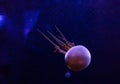 underwater photos of jellyfish Rhopilema esculentum, Flame jellyfish