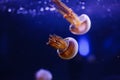 underwater photos of jellyfish Rhopilema esculentum, Flame jellyfish