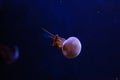 underwater photos of jellyfish Rhopilema esculentum, Flame jellyfish