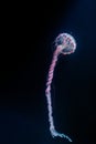 underwater photos of purple striped jelly chrysaora colorata