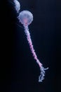 underwater photos of purple striped jelly chrysaora colorata