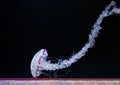 underwater photos of purple striped jelly chrysaora colorata