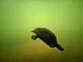 Underwater photos of Tortoise or Turtle