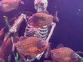 Underwater picture, colorful fish swim near human skeleton