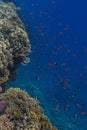 Underwater picture in the Egypt captured underwater.