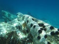 Underwater picture of dozens of sea urchins stuck to a sunny rock in the blue Mediterranean Sea