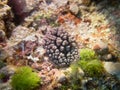 Underwater picture of Nudibranch Sea Slug