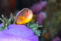 Pink Skunk Clownfish Amphiprion perideraion Royalty Free Stock Photo